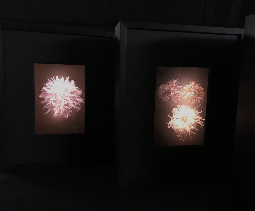 SOCIETE LUMIERE - Production of light boxes for photographers and